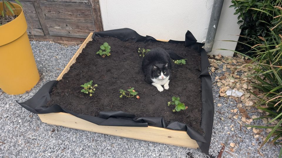 BigLouche, chat dans le jardin de La Coloc à Pau