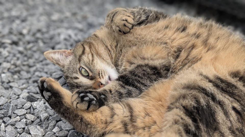 Lostie, chat mascotte de La Coloc à Pau