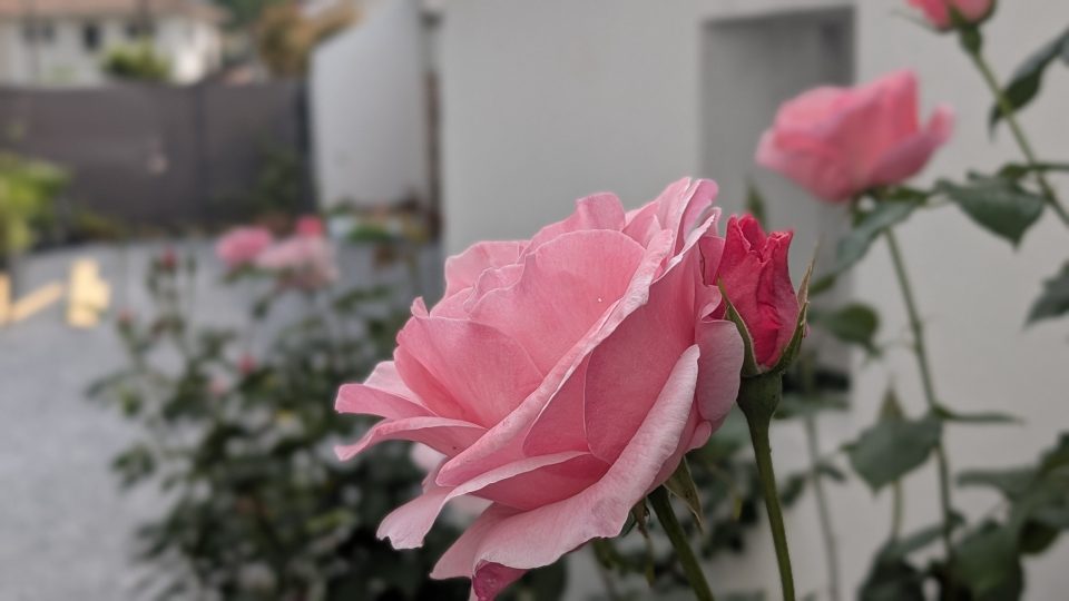 Rose en fleur devant le bâtiment de La Coloc à Pau